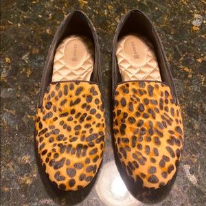 Birdies Cheetah The Starling